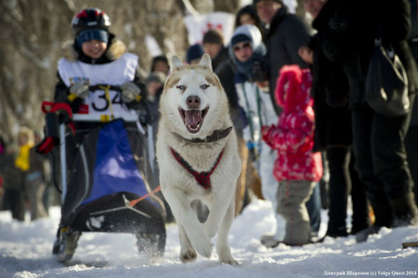 Гонка на собачьих упряжках