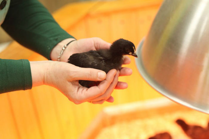 Ручной зоопарк в Самаре