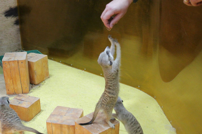 Ручной зоопарк в Самаре