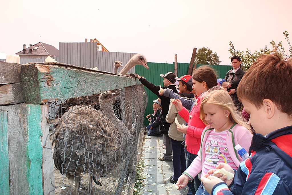 Страусиная ферма