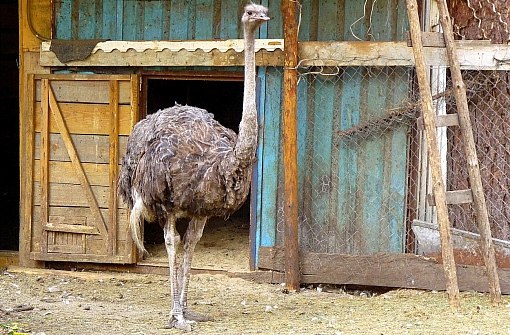 Страусиная ферма