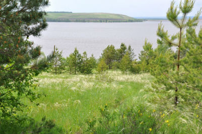 сосновый бор турбаза природа