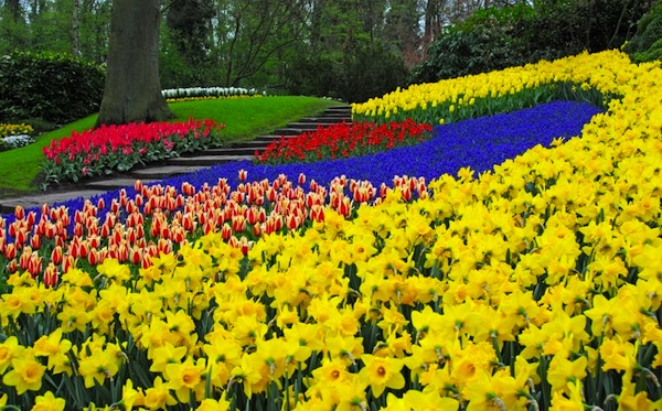 Фестиваль цветов